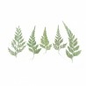 PLANTES SECHEES FOUGERES POUR INCLUSION RESINE EPOXY