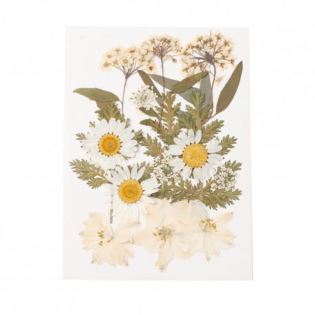 FLEURS SECHEES COLORIS CREME