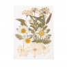 FLEURS SECHEES COLORIS CREME