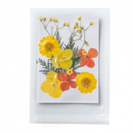 FLEURS SECHEES 4 MODELES COLORIS JAUNE ORANGE PLANCHE 8 CM X 11 CM
