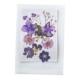 FLEURS SECHEES 5 MODELES COLORIS VIOLET PLANCHE 8 CM X 11 CM
